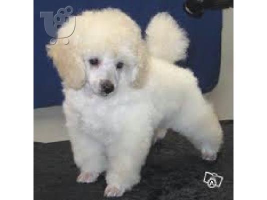 PoulaTo: Κανις καθαροαιμο κουταβακι